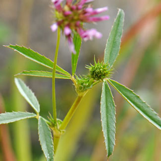 Tomcat Clover is found in the west, primarily the coastal states and in AZ, CA, ID, OR, TX, WA and British Columbia, Canada. They are also native to Baja California, Mexico and south to South America. Trifolium willdenovii